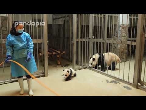 Panda keeper gives the baby cub back to his mum