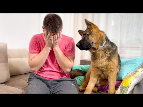 German Shepherd Puppy Reaction to Me Crying