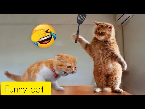 Best Funny Animal Videos Of The 2023 🤣 - Funniest Cats And Dogs Videos battle arena the hilarious 😸😻