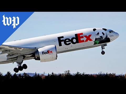 Unbearably sad: Pandas take to the sky, depart Washington