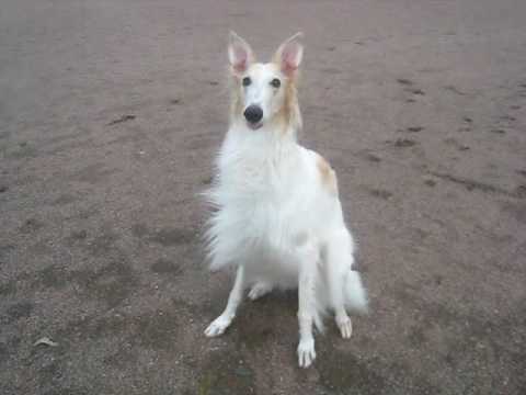 Tetris the borzoi