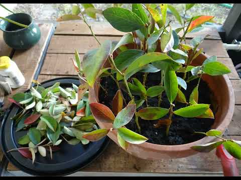 Preparing to Grow the Drama Queen of Plants - Blueberries