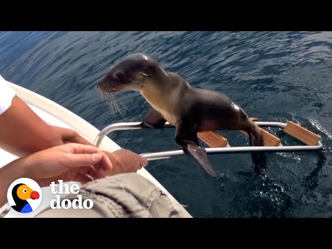 Hurt Sea Lion Asks Boaters For Help | The Dodo