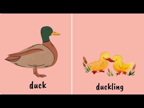 Animals and their young ones | animals and their babies | young ones of animals| educational video