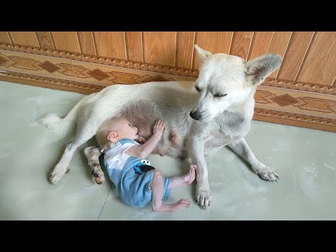 Baby monkey Su wants to drink mother dog's milk