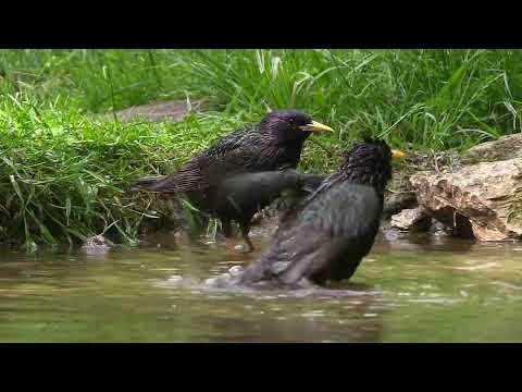 OISEAUX CHANTEURS ET IMITATEURS