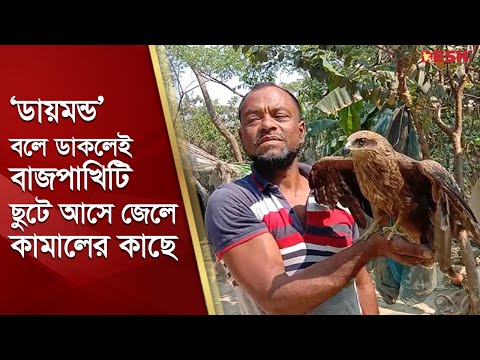 সুস্থ হওয়ার পরও জেলে কামালকে ছেড়ে যাচ্ছে না বাজপাখিটি | Diamond Hawk | Hawk Friendship