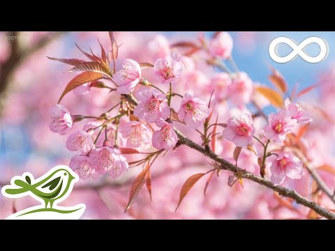 10 Hours of Relaxing Music &bull; Sleep Music, Soothing Piano Music, Sleeping Music