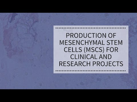 Production of Mesenchymal Stem Cells (MSCs) for Clinical and Research Projects