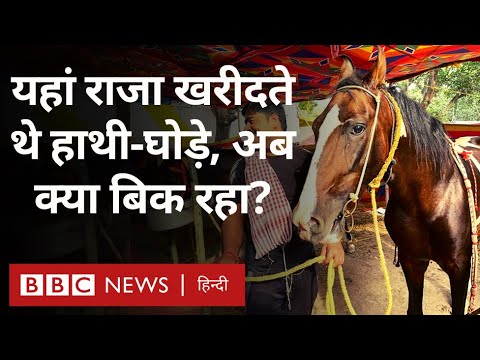 Sonepur Cattle Fair: जहां कभी राजा हाथी ख़रीदने आते थे, उस मेले की रंगत क्यों खो रही है? (BBC Hindi)