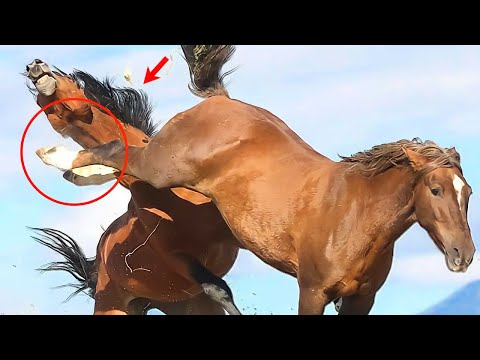 2000 Pounds of Force Killed This Horse Instantly