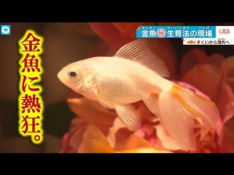 錦鯉の次は、金魚？外国人も熱狂&amp;hellip;１匹１万円超えも！奈良・高級金魚のマル秘育成法とは？