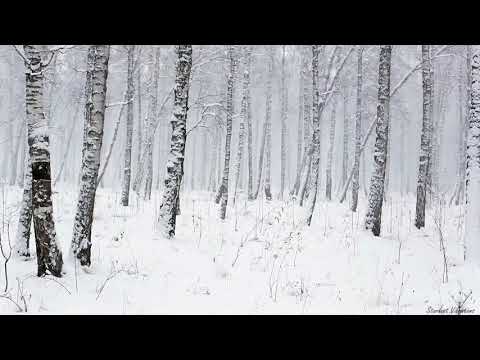 Snowstorm in the Forest | Winter Blizzard Sounds for Sleep &amp; Relaxation | Natural White Noise Sounds