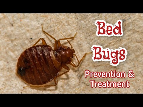 How to Prevent and Treat Bed Bugs!