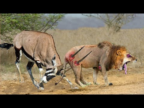 Top 10 Antelope That Can Knock Down LIONS | Lion vs Gemsbok, Kudu, Wildebeest, Antelope, Hartebeest