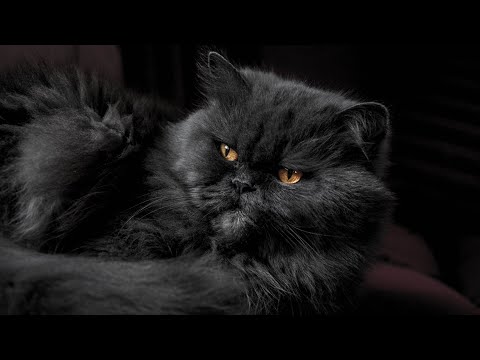 Horrible Images of Persian Cat