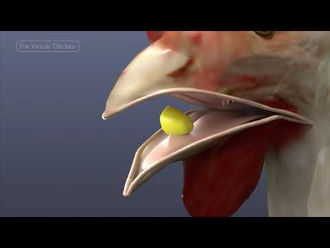 Virtual Chicken:  The Mouth