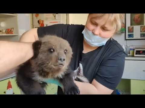 Heroic dog leads owner to orphaned baby bear struggling for survival