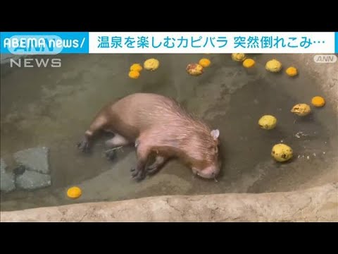 気持ち良すぎて&hellip;温泉でカピバラ&ldquo;寝落ち&rdquo;　飼育員もビックリ　貴重映像(2023年1月23日)