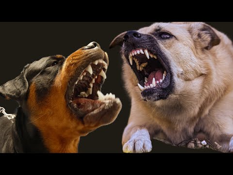 9 Most DANGEROUS Dog Breeds in The World
