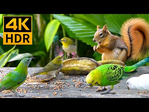 Cat TV for Cats to Watch 😺 Countless Birds and Squirrels🦜🦜🦜 🐿 12 Hours 4K HDR 60FPS