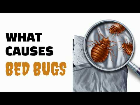 What Causes Bed Bugs ( Where Do They Come From)