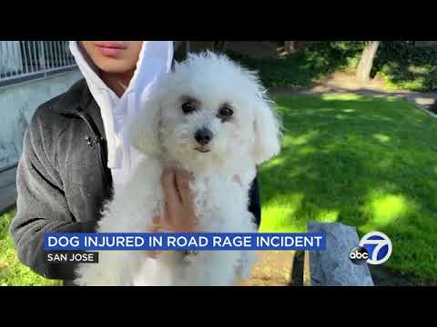 VIDEO: Dog nearly blinded in San Jose road rage incident after suspects smash car windows