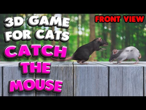 3D game for cats | CATCH THE MOUSE (front view)