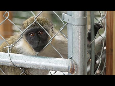 Monkeys in Florida at-Risk of Electrocution