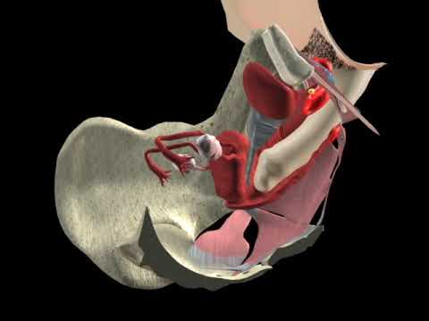 Anatom&iacute;a del Placer Sexual Femenino  - Visualizaci&oacute;n Anat&oacute;mica en 3D