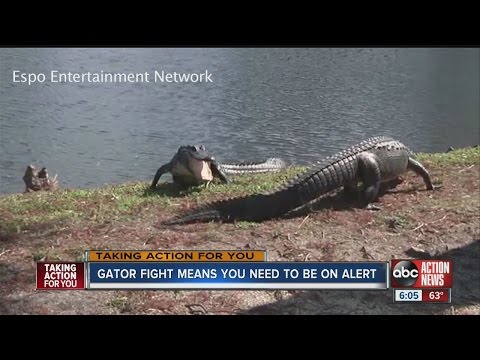 Gator fight captured in Clearwater means you need to be on alert