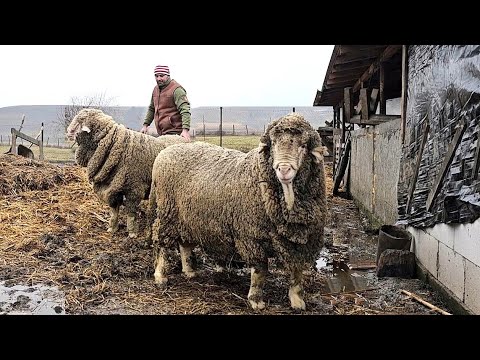 CEI MAI MARI BERBECI DIN RASA MERINOS DIN JUDETUL IALOMITA. LA CRISTI BELU. ASA CEVA ESTE RARITATE.