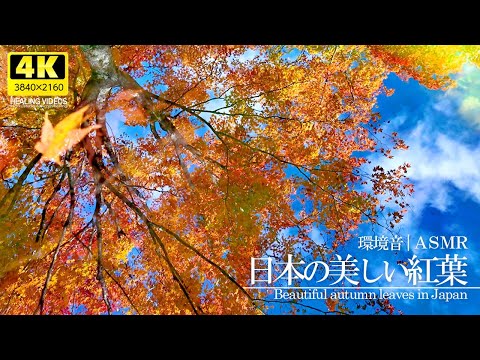 [Healing] Beautiful Japanese autumn leaves and natural sounds (ASMR)