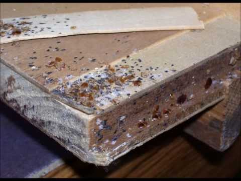 how to get rid of bed bugs | how to get rid of bedbugs | How to Kill Bed Bugs