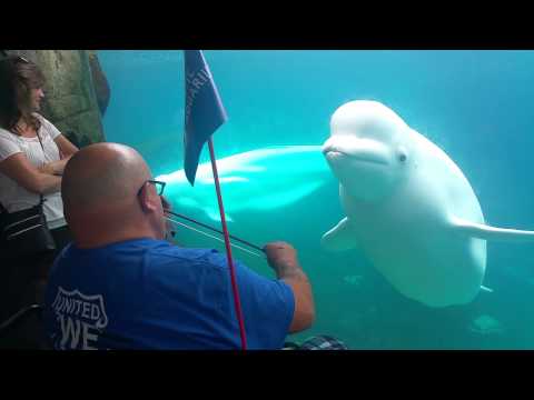 Beluga mesmerized  by violin