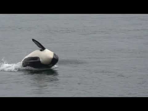 The best orca video ever! J&rsquo;s, K&rsquo;s &amp; some L&rsquo;s breach their way through Active Pass.