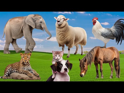 Happy Animal Moments, Familiar Animals: Elephant, Rooster, Horse, Leopard, Sheep - Animal Sounds