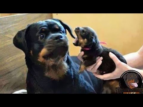 Dog Doing Funny Things - Best of Funny Dogs in October