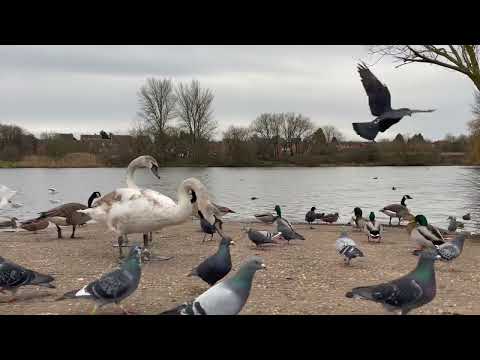 【放鬆】【ASMR】 自然環境白噪音音效 - 雀鳥叫聲 / Relaxing Natural White Noise - Bird Sounds