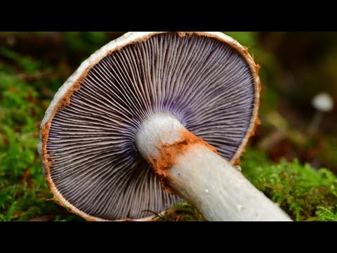 Fungi Fundamentals: Mushrooms of the Bay Area