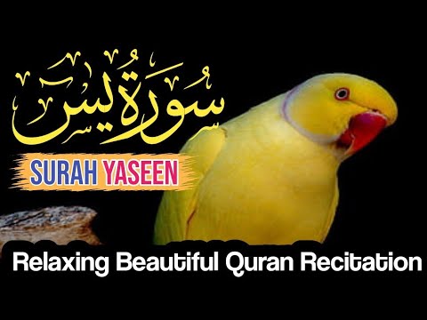 036Surah Yasin(Yaseen) | Full With Arabic | Beautiful recitation|یس سورہ 36| Ep00032