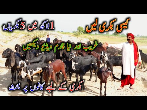 1 Lack Main Business Start | Goat Farming