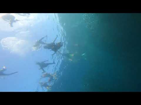 Sardines Dive