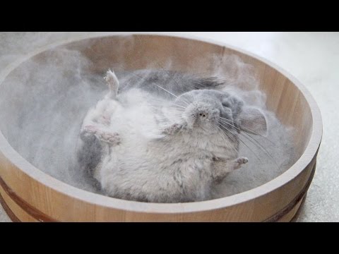 Epic Chinchilla Dust Bath in 4k Ultra High Definition!