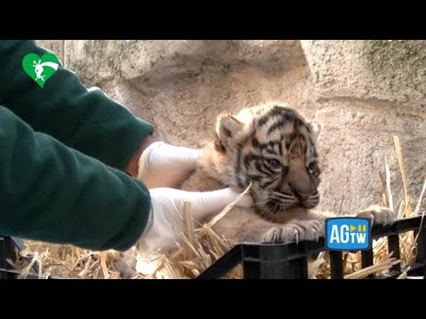 Roma, al Bioparco nasce una cucciola di tigre di Sumatra