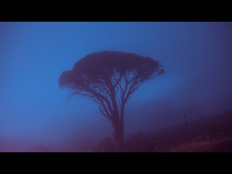 best of &oslash;neheart, antent, reidenshi, tilekid, knonzzz | ambient music mix