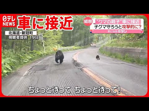 【目撃相次ぐ】北海道で&ldquo;クマの親子&rdquo;が車に接近  子グマ守ろうと威嚇か&hellip;  繁殖期で動き活発に