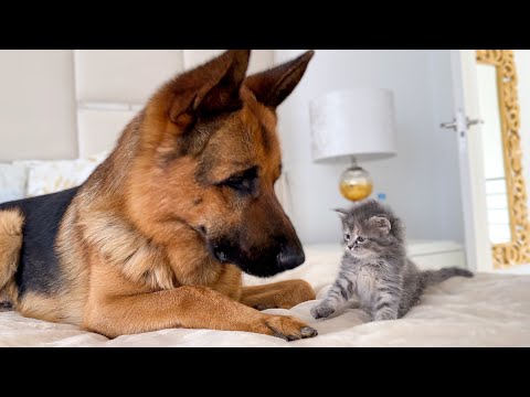 German Shepherd Meets New Kitten for the First Time!