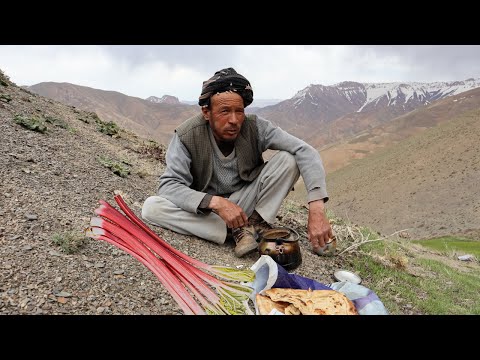 Living the Village Lifestyle in Afghanistan | Mountain Rhubarb Picking