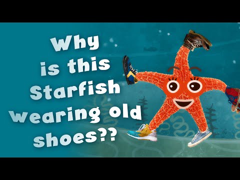 Why is this Starfish wearing OLD SHOES??